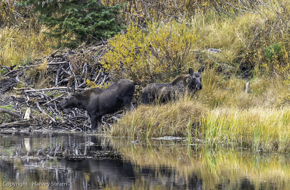 Two Moose Cows Foraging at Silver Lake, UT