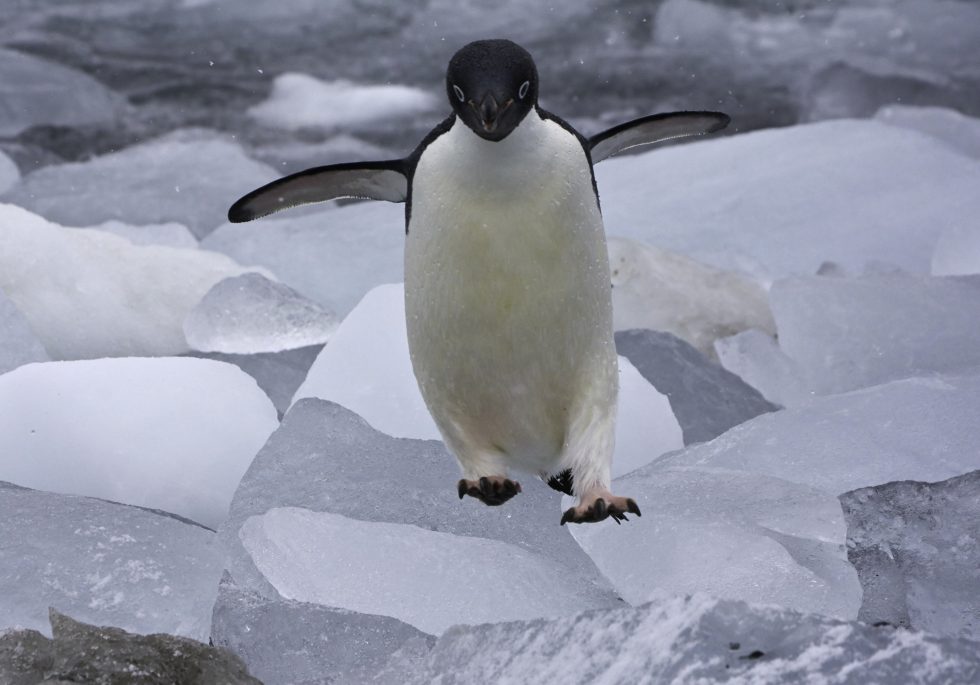 Penguin Funn