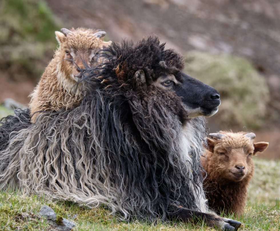 Faroe Island Sheep