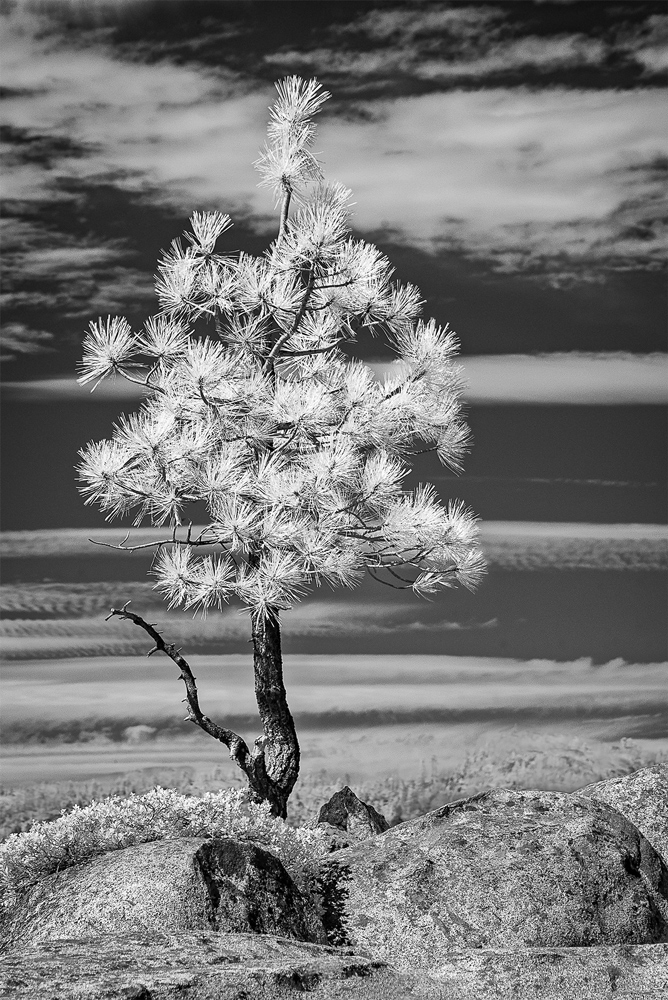   Bright Sierra Pine