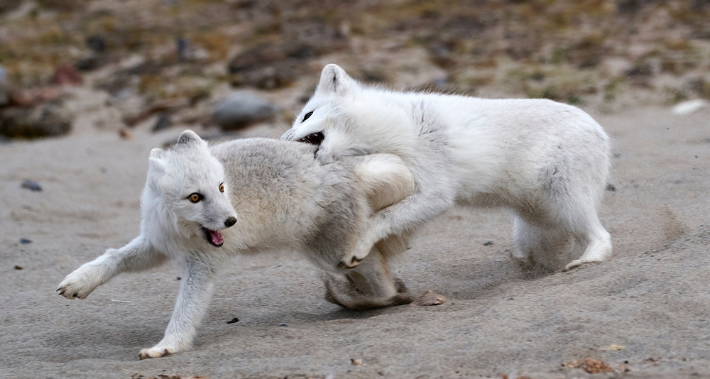 Arctic foxes in Svalbard. Shot with the Sony a9 and 100-400mm G-Master