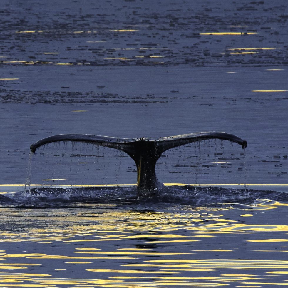 Whale Tale in Antarctica