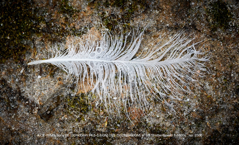 I was able to capture a small feather on the ground shooting with the. lens at just about waist level bending over