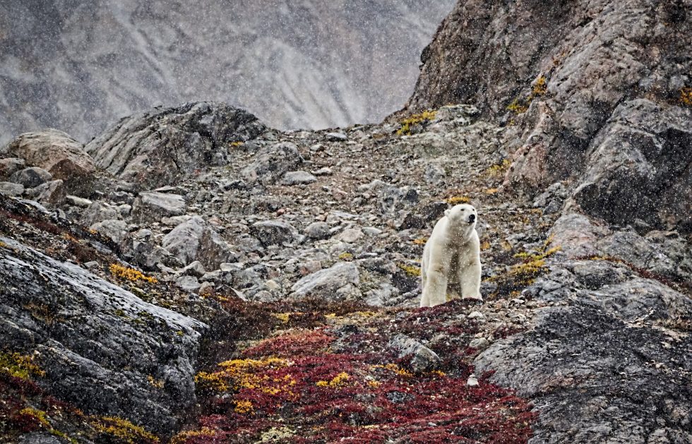 Polar Bear Encounter In Greenland September 2019
