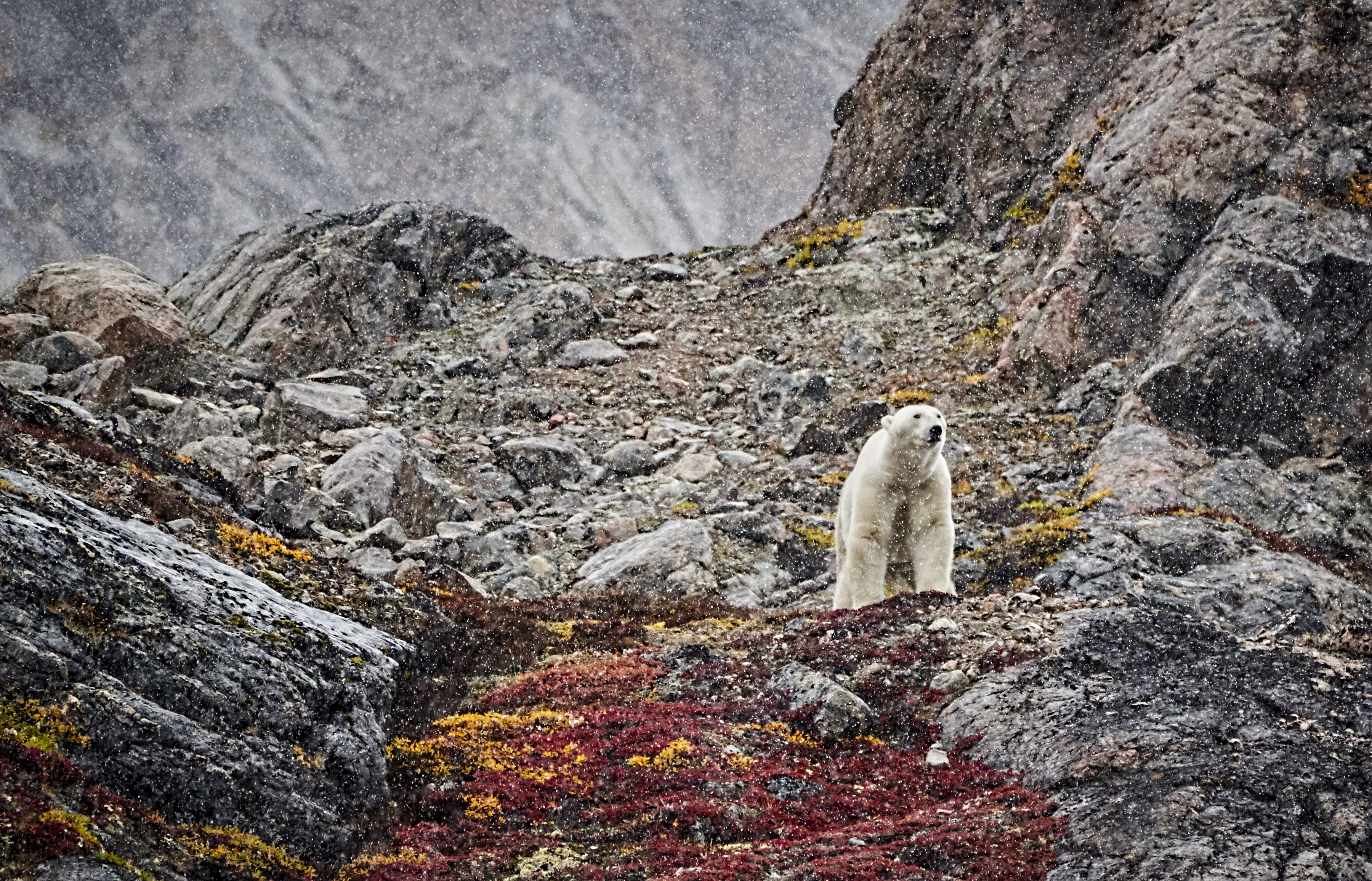 Polar Bear In Greenland