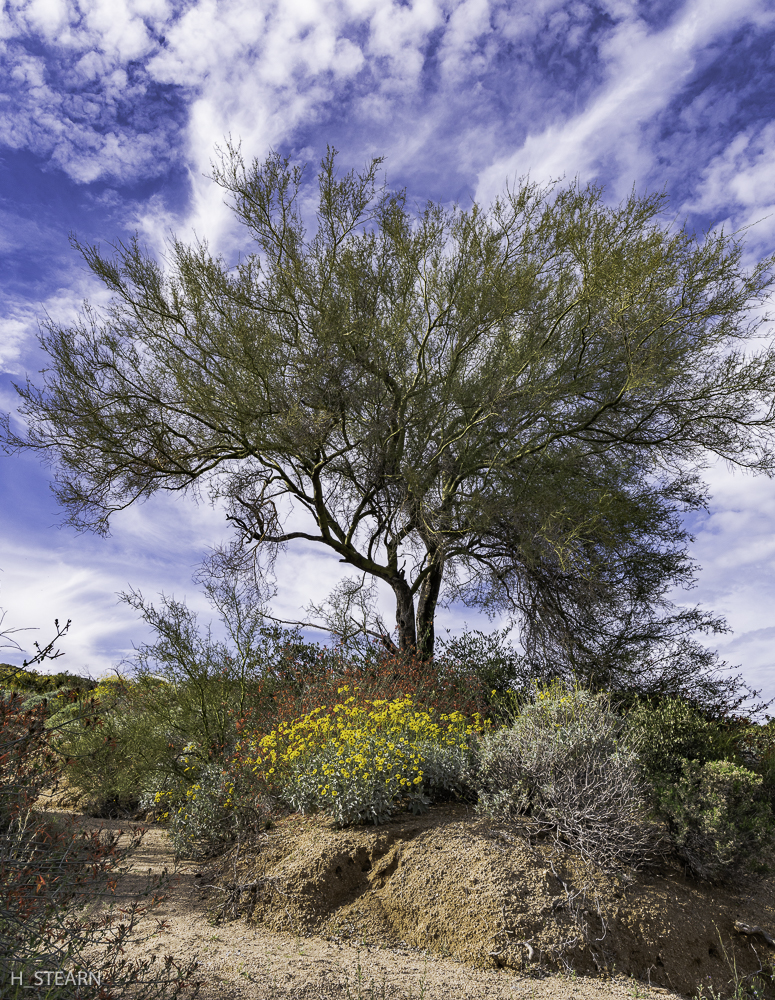Wild Spring sky over the Sonoran Desert