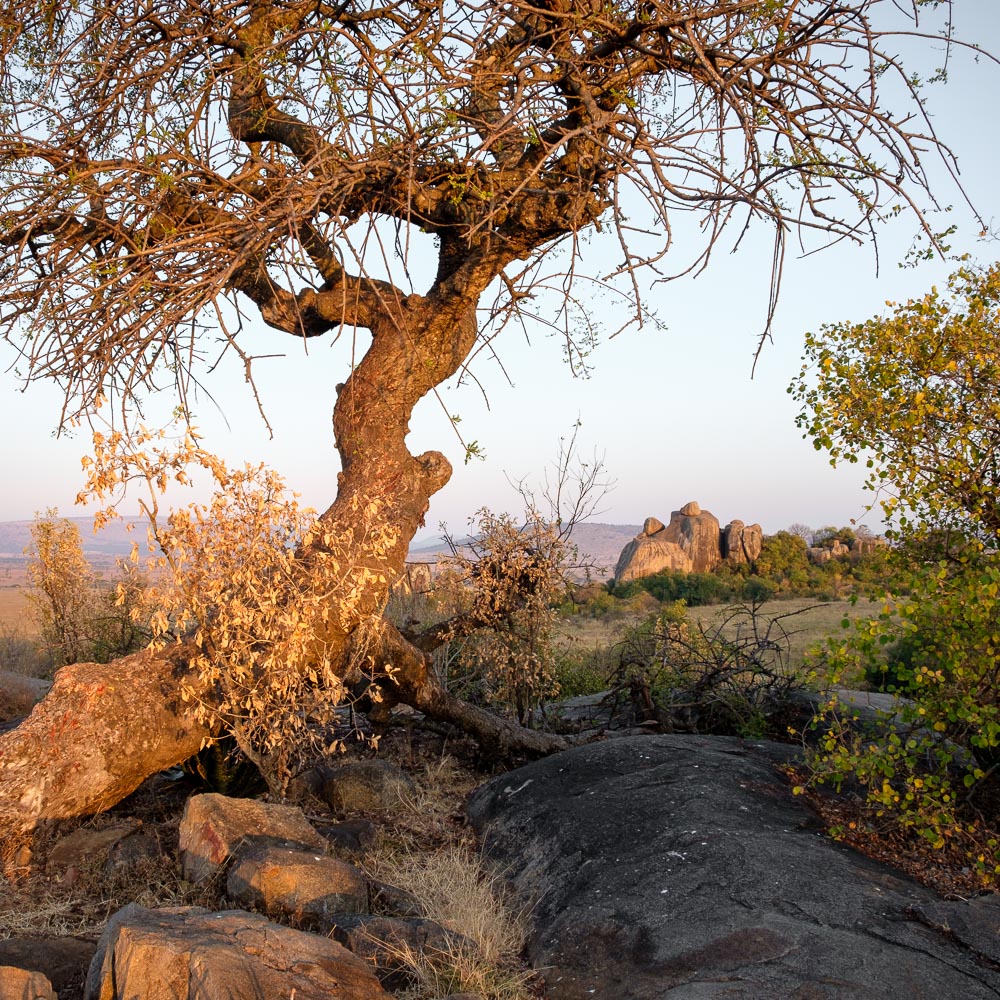 The “cell phone tree” above camp in the Serengeti.