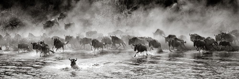 Wildebeest crossing the Mara River in the northern Serengeti.