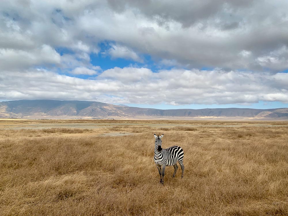 A lone zebra taken with my iPhone one morning in the Ngorongoro Crater.