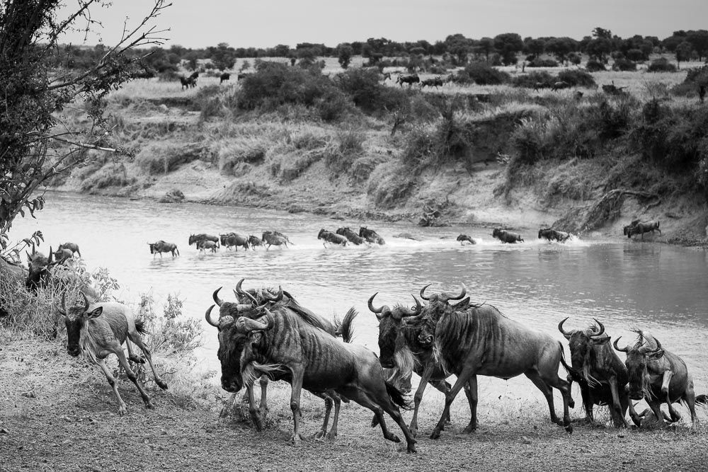 Wildebeests cresting the bank of the Mara River in the foreground while others still brave the crocodiles in the background.