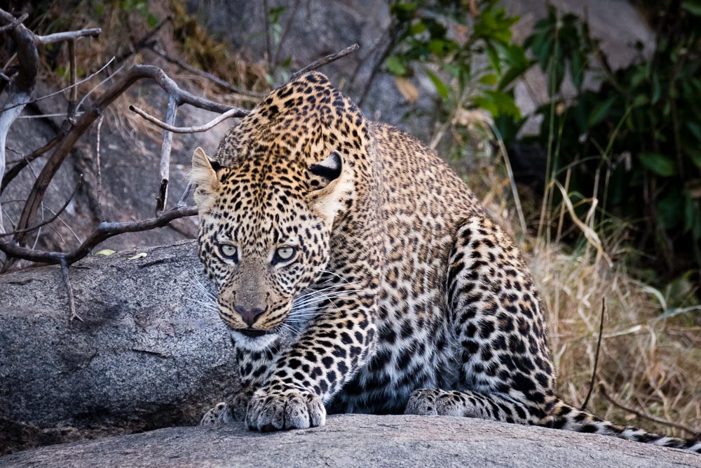 This image of a crouching leopard is only 1/340th of a second but is tack sharp because of the IBIS in Fujifilm’s X-H1