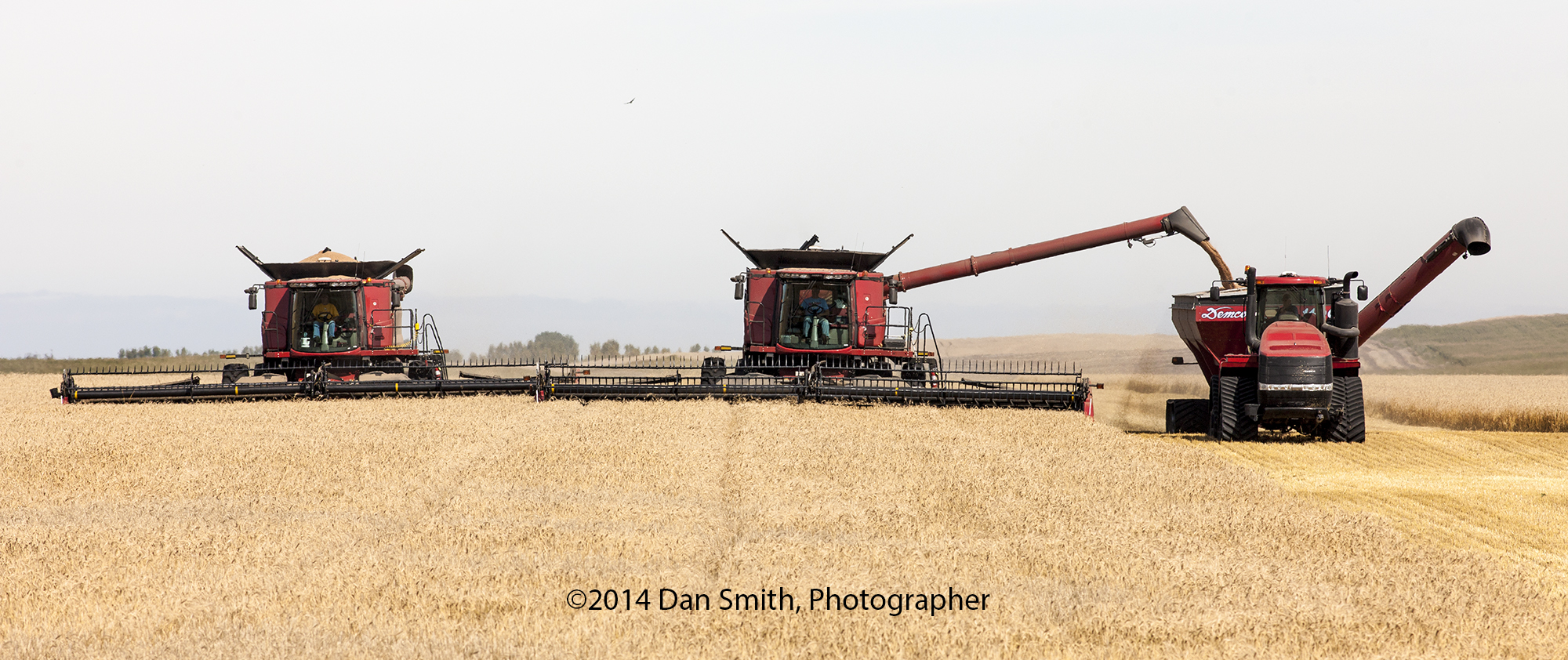Johnson Farms wheat harvest