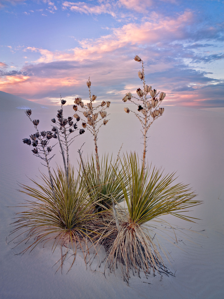 Yuccas at White Sands