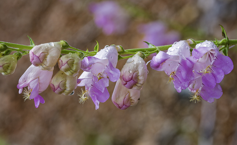 Penstemon Blooms and Raindrops