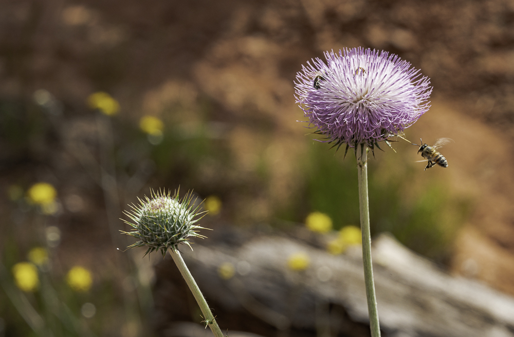 Wild Artichoke Bloom & Honey Bee, Sony A7rM3