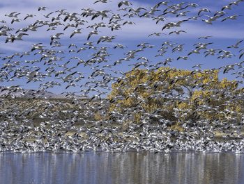 Photographing Wildlife in Bosque del Apache, NM
