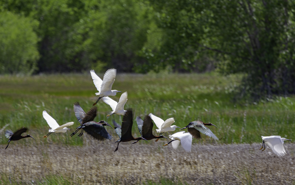 “Low-flying Egrets with Glossy Ibis”