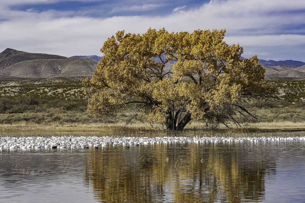 “Snow Geese and Magnificent Cottonwood in Autumn”