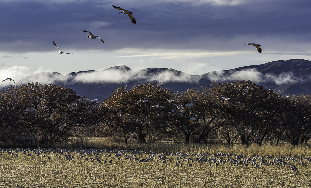 “Sandhill Cranes with Snow Geese Flying Overhead”