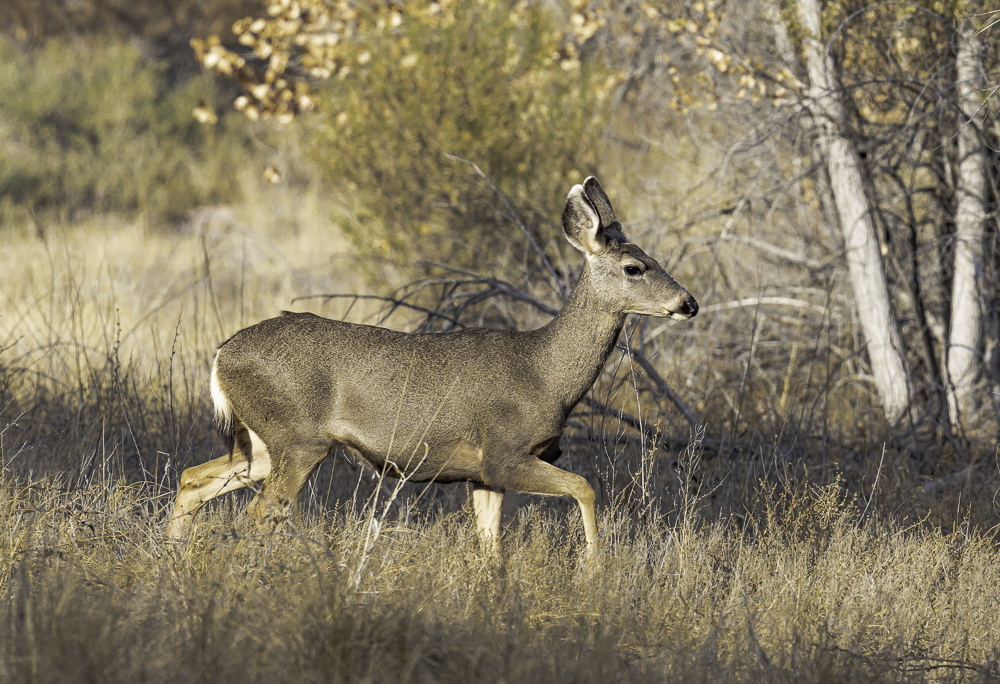 “Mule Deer, Catching Up with the Herd”