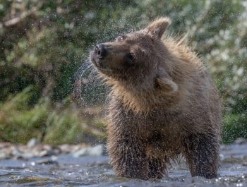 Todd Amacker – Bears Of Katmai Alaska – Art Wolfe Next Generation Grant Winner