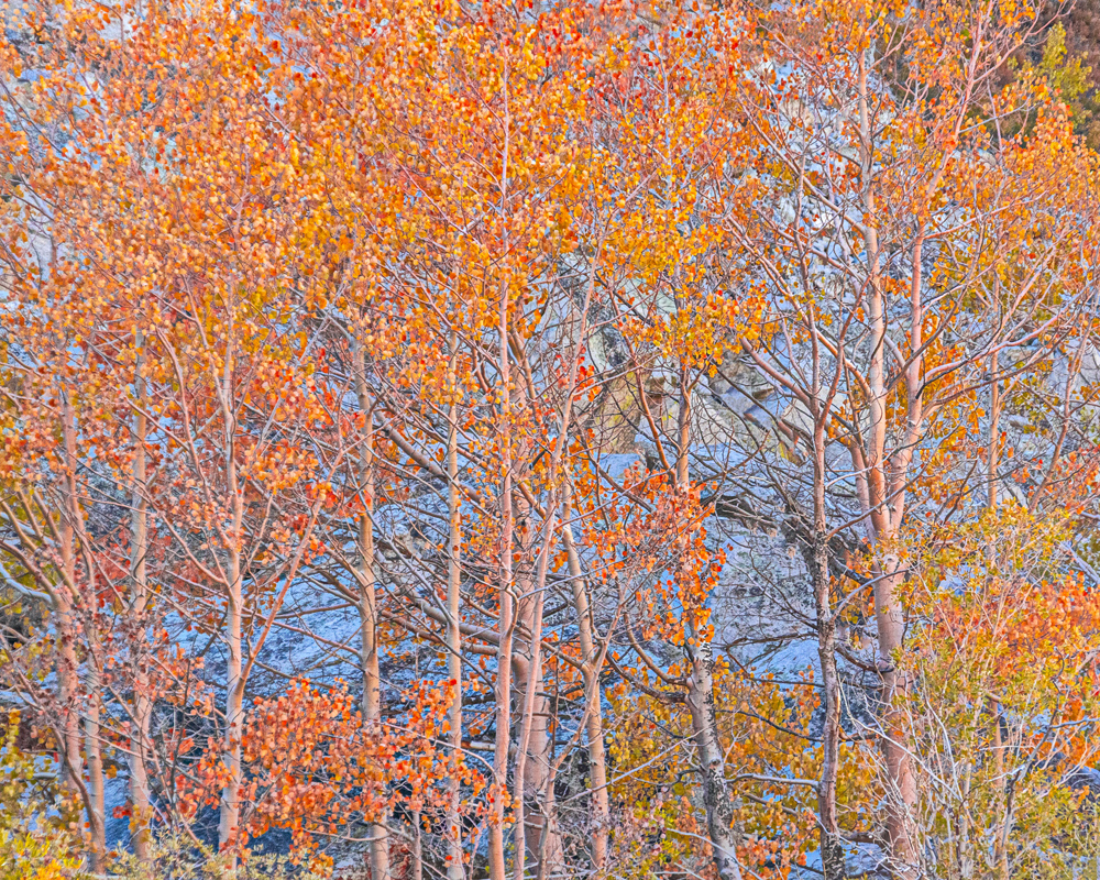 Fall Colors #1, Eastern Sierra Nevada, 2019
