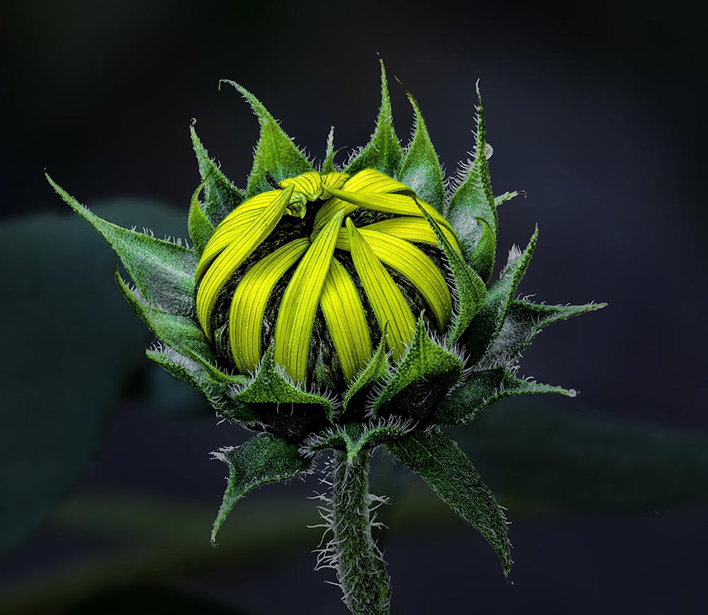 Sunflower bud (Using a stack of 20 slices captured with a Canon 100mm f/2.8L Macro lens)