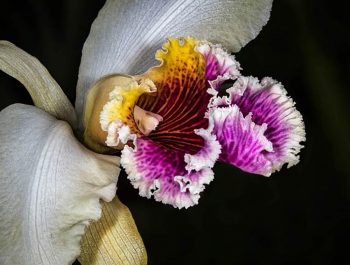 Focus Stacking And Its Application Within Macro Photography