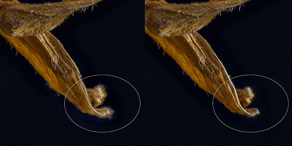 Figure 9:An example of a “light bloom”, which sometime appear at the tips of some of the brighter features These images were stacked using two different algorithms. 