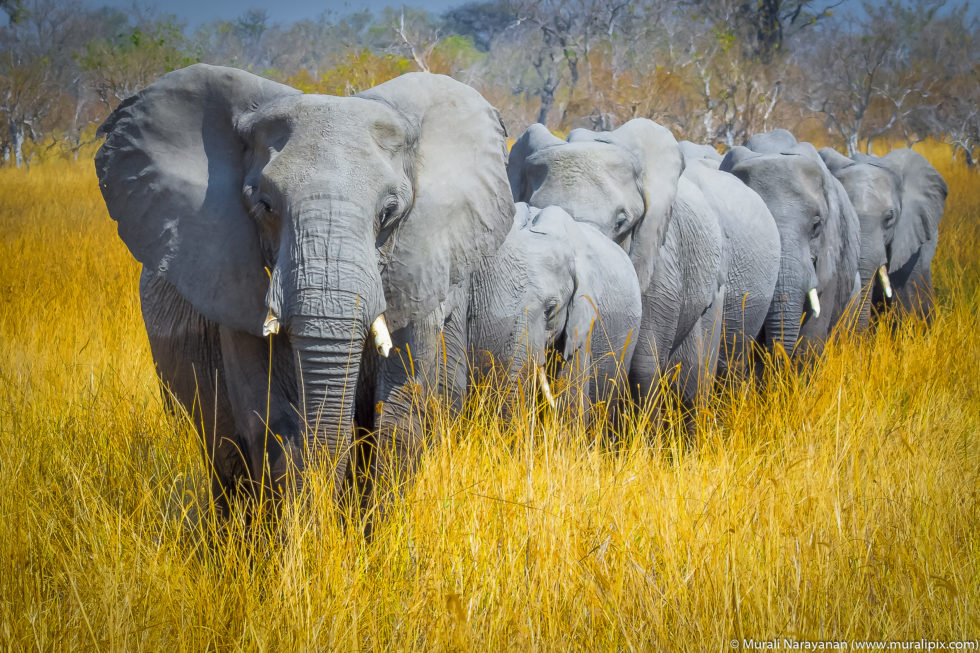 Botswana Elephant Train
