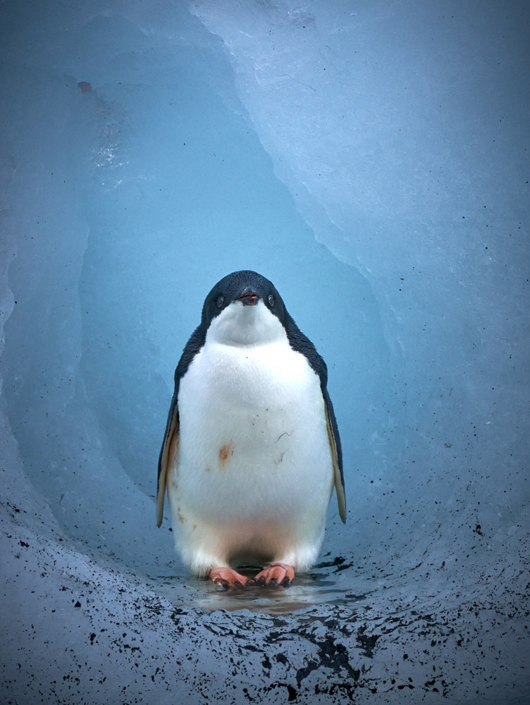 Little penguin in his own iceberg