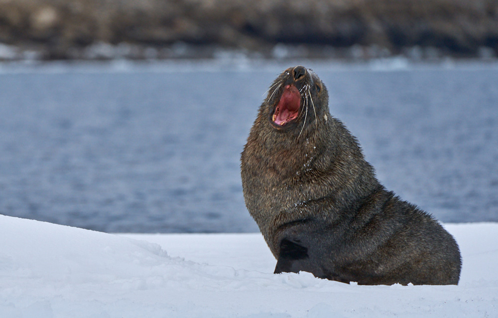Fur Seals on the ice always making themselves known