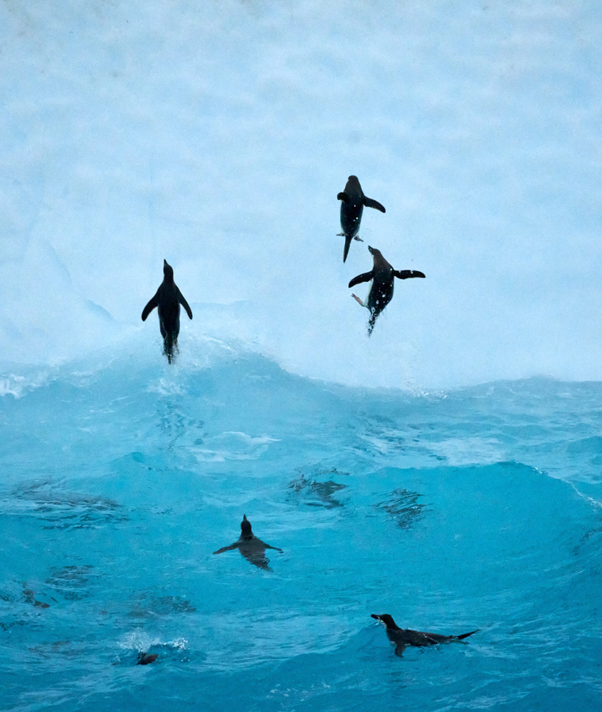 Chin Strap Penguins jumping onto an iceberg