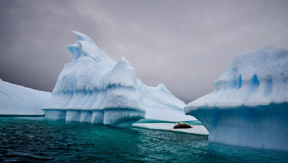 Seal on an iceberg in Pleneau Bay