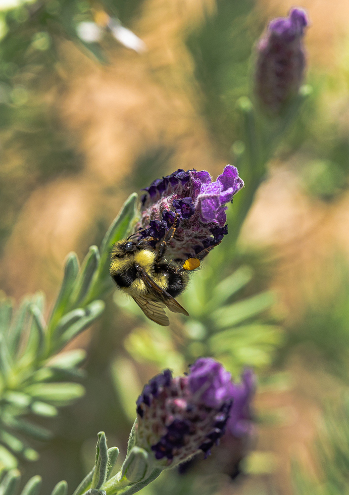 “Bumble Bee on Lavender Bloom 1”