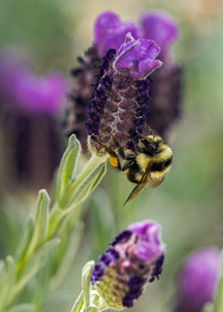 “Bumble Bee on Lavender Bloom 2“