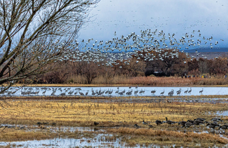 “Bands of Birds (and Photographers)”