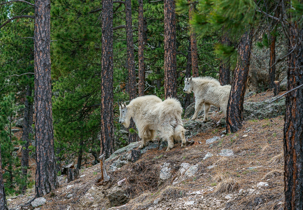 “Mountain Goats, Black Hills, SD” in color