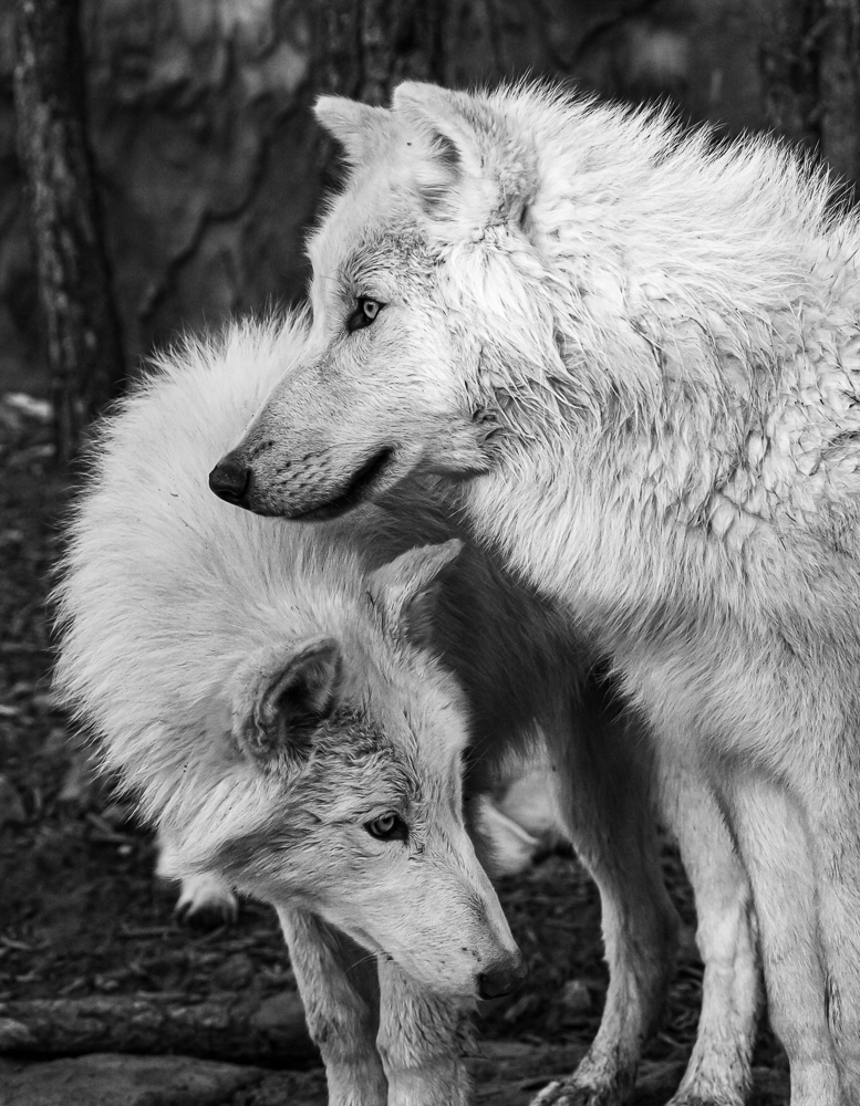 “Arctic Wolves (rescues)” in B&W