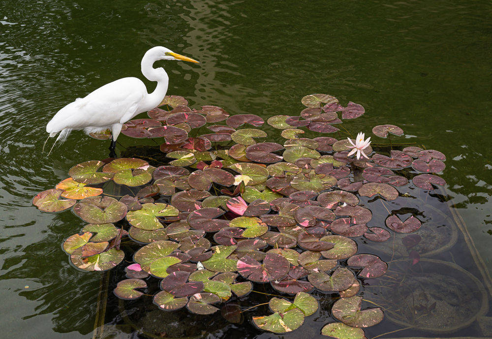 “Egret fishing a Koi Pond” in color