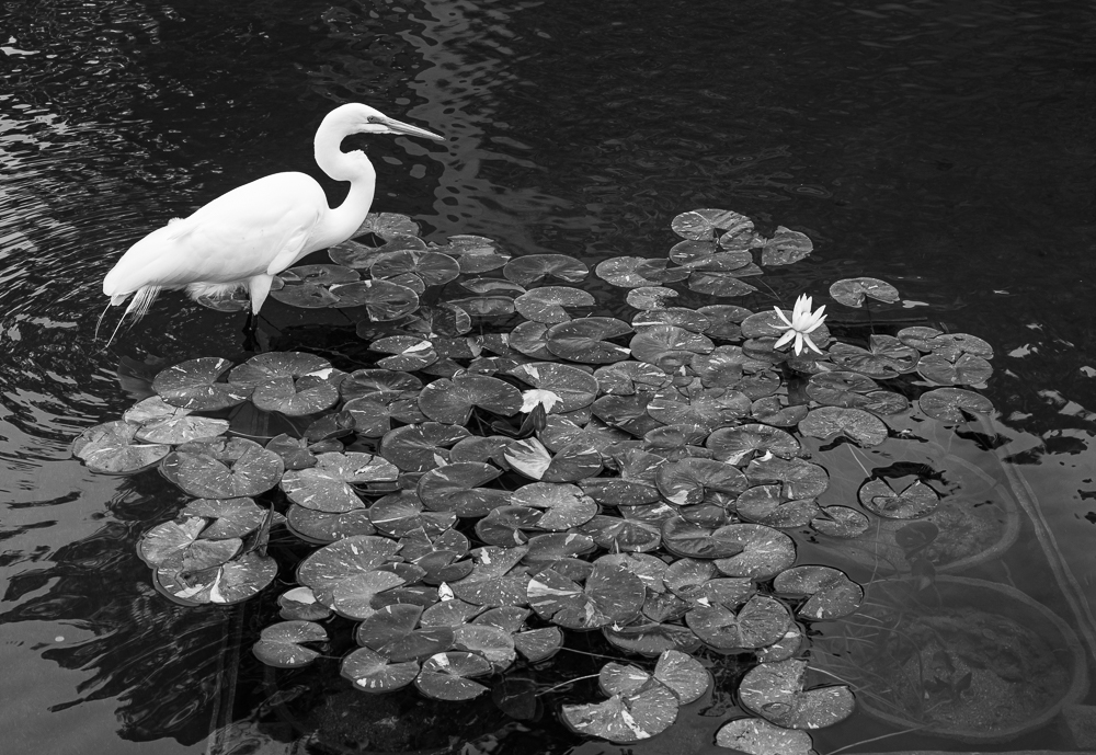 “Egret Fishing a Koi Pond” in B&W