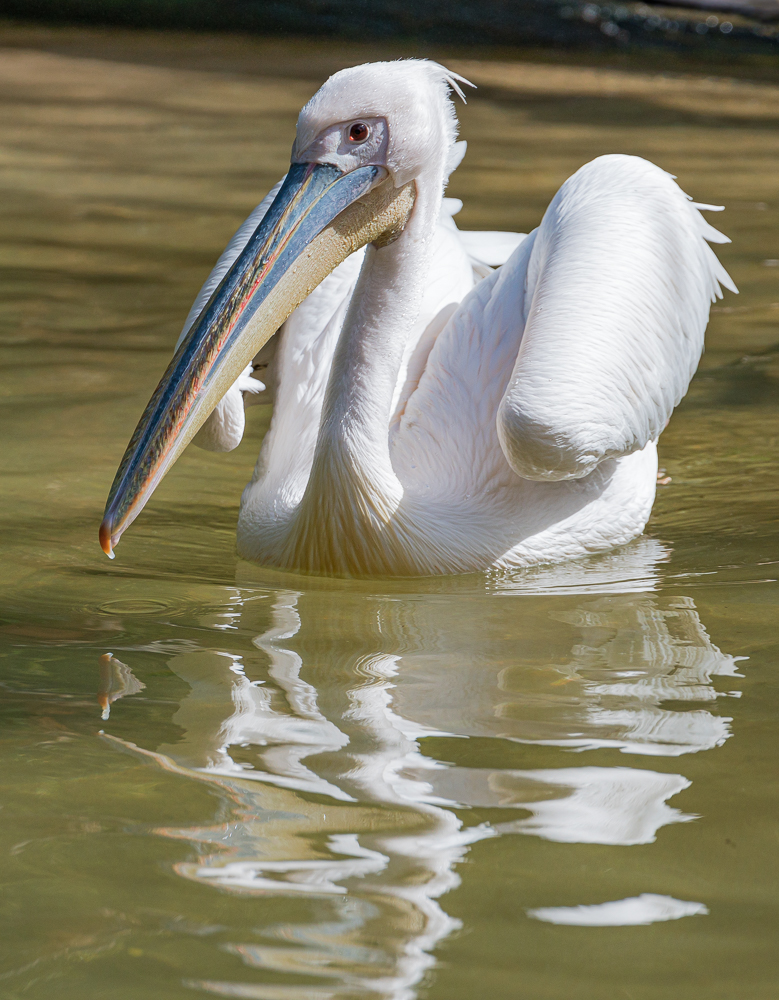 “White Pelican, San Diego Zoo” in color