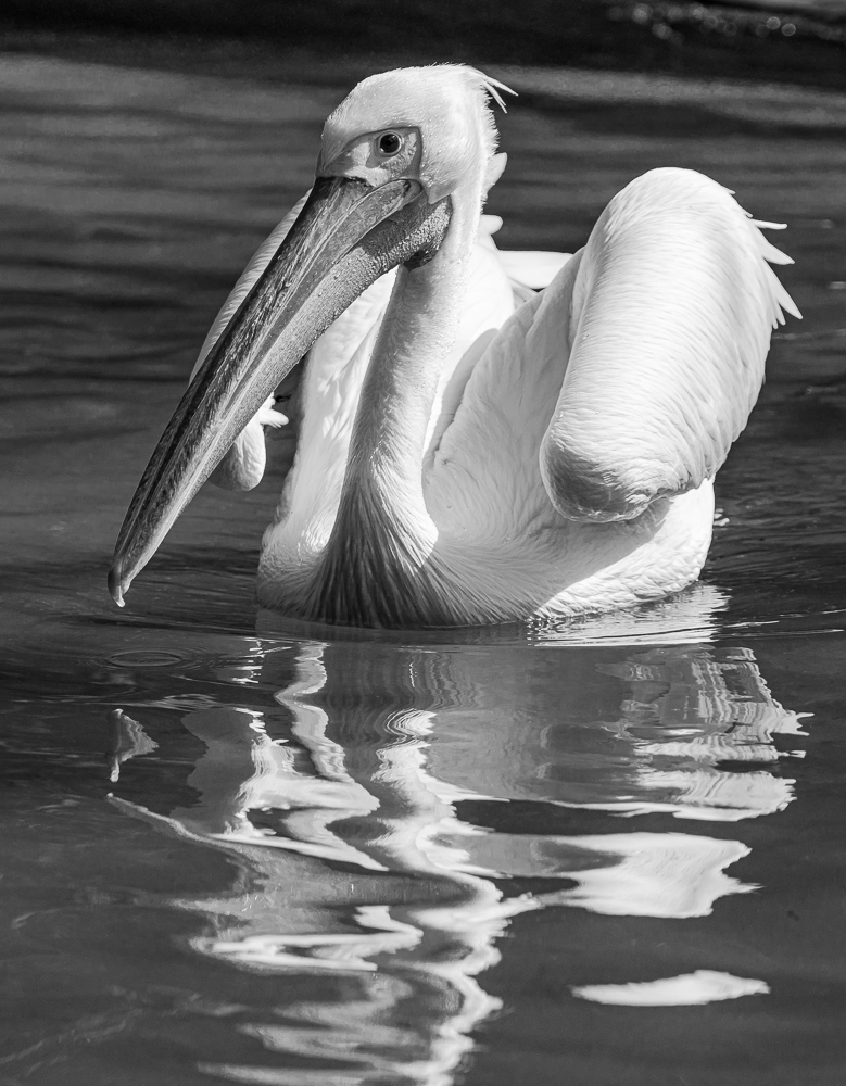 “White Pelican, San Diego Zoo” in B&W