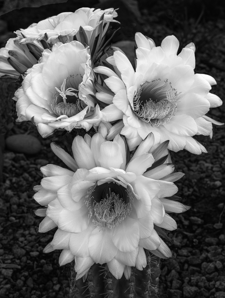 “Argentine Giant Cactus Blooms” in B&W