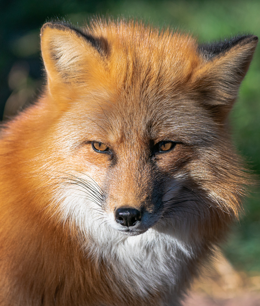 “Portrait of a Red Fox” in color