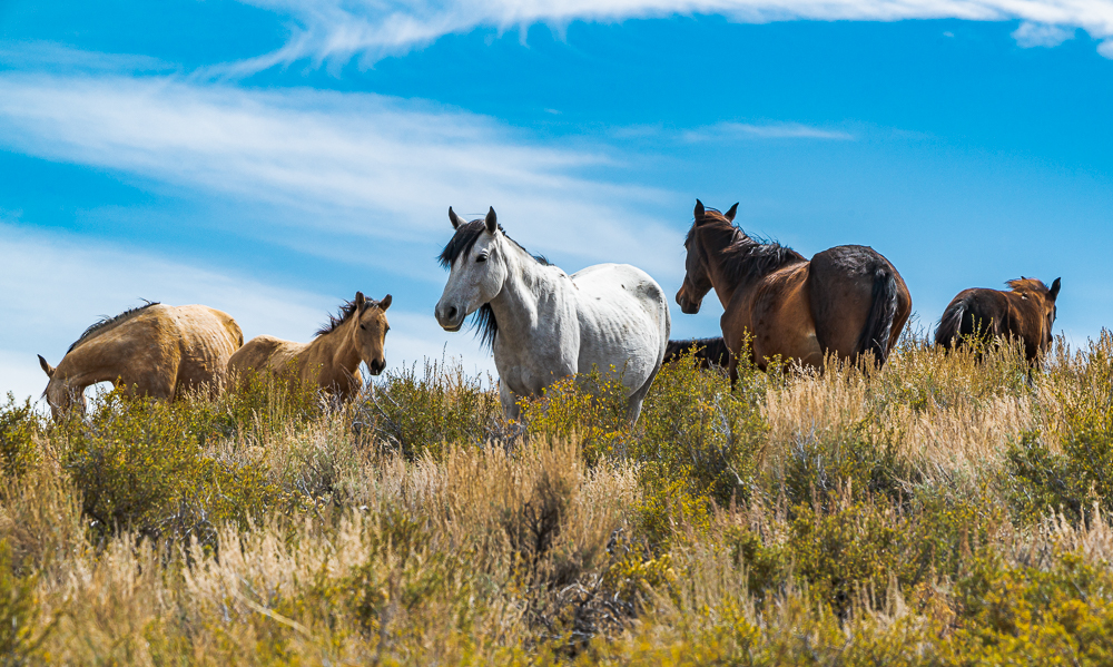 “Horses, High Desert Near Mono Lake, CA” in color