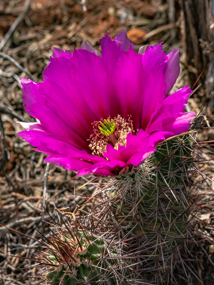 “Hedgehog Cactus Bloom” in color