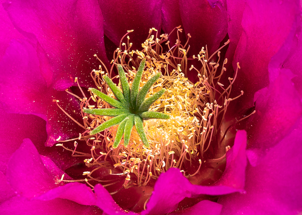 “Hedgehog Cactus Bloom 2” in color