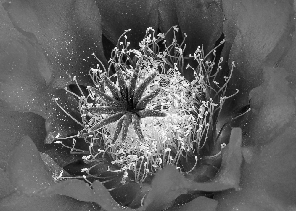 “Hedgehog Cactus Bloom 2” in B&W