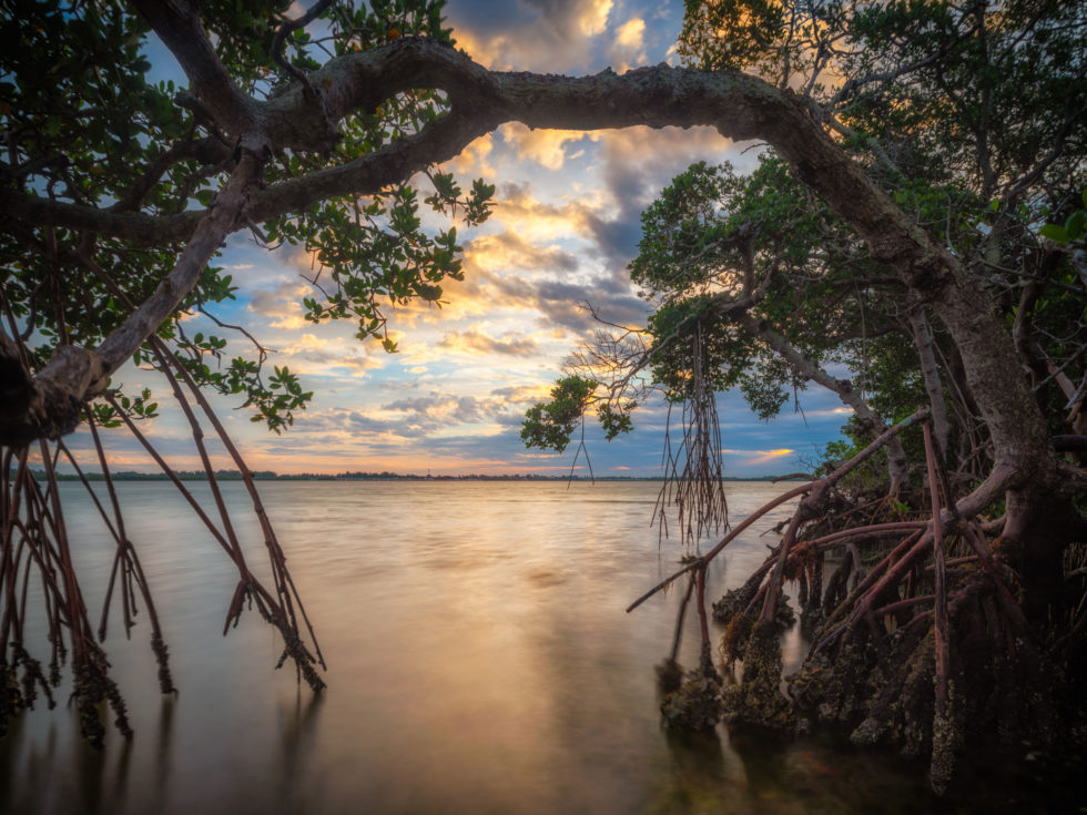 Mangrove Sunrise